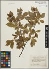Foto von Salix pentandra L.